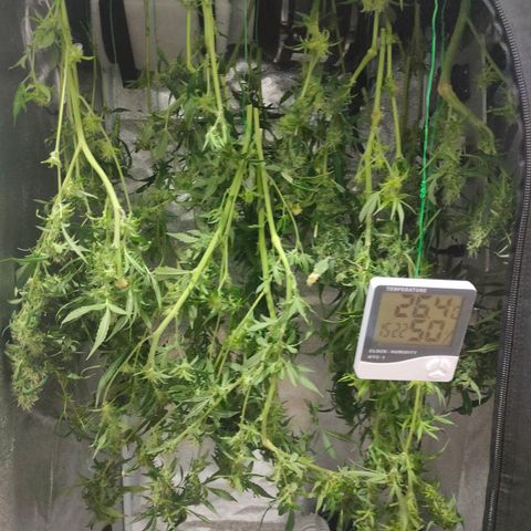Green Poison Fast growlog timeline photo