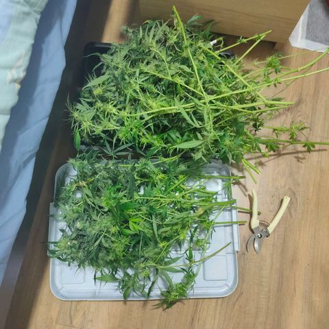 Green Poison Fast growlog timeline photo