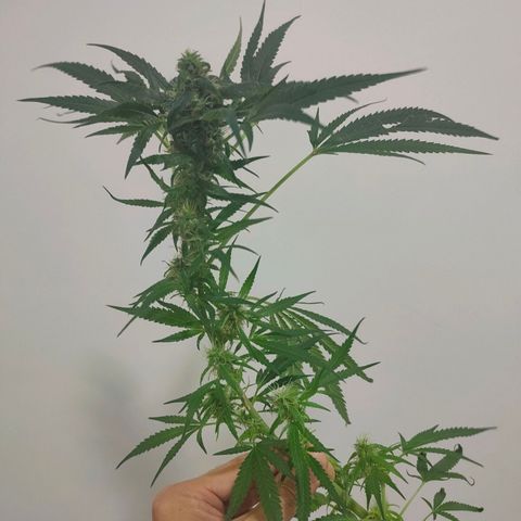 Green Poison Fast growlog timeline photo