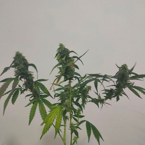 Green Poison Fast growlog timeline photo