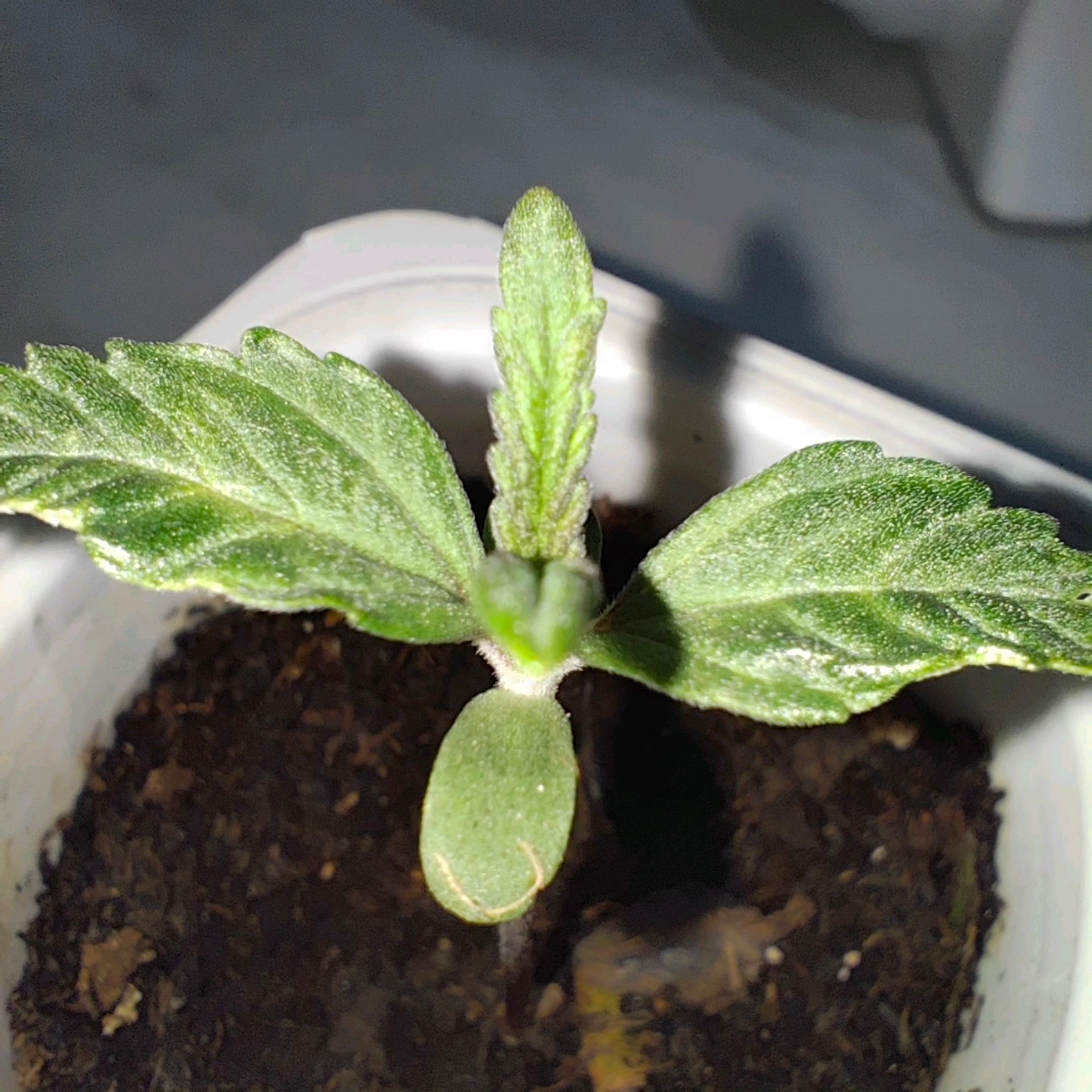 Cananas growlog header