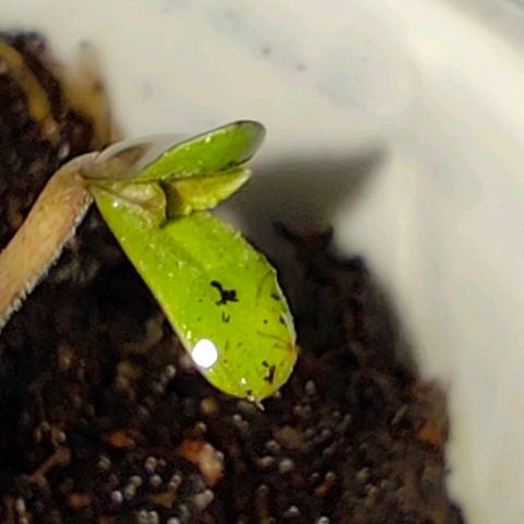Cananas growlog photo