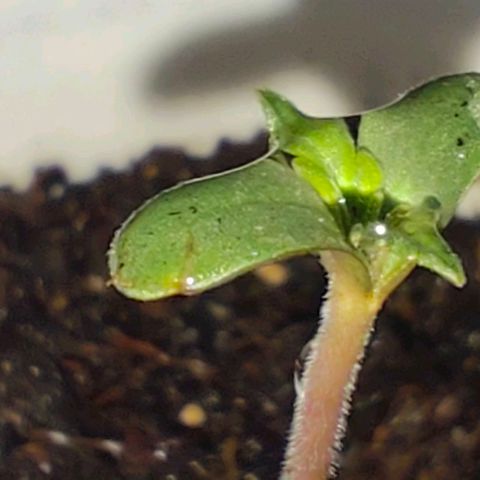 Cananas growlog photo