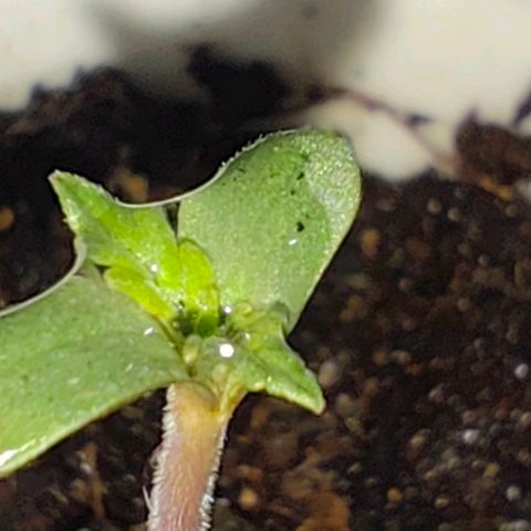 Cananas growlog photo