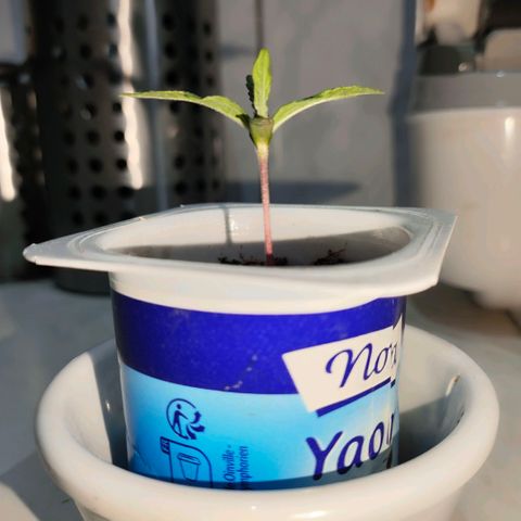 Cananas growlog timeline photo