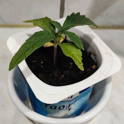Cananas growlog timeline photo