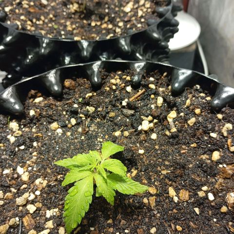 AmnesiaHazeAuto #1 growlog photo: Sieht blass aus