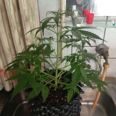 RoyalCheeseAuto #1 growlog timeline photo