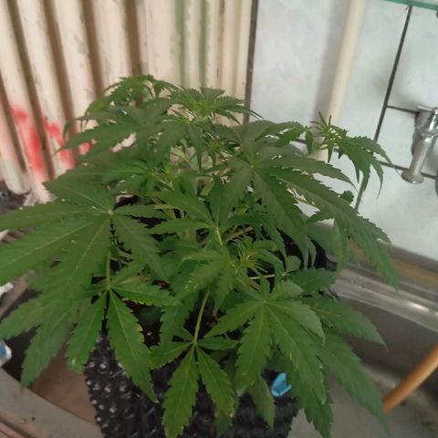 AmnesiaHazeAuto #1 growlog timeline photo