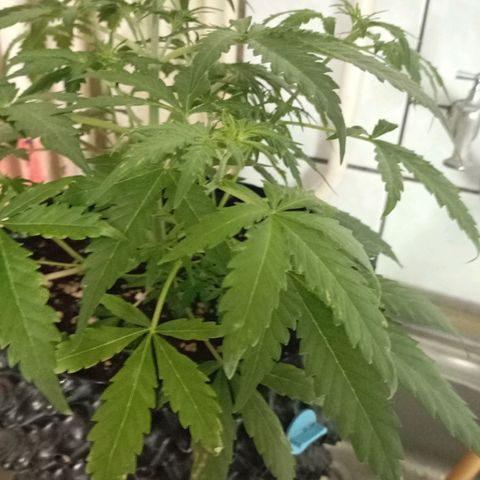 AmnesiaHazeAuto #1 growlog timeline photo
