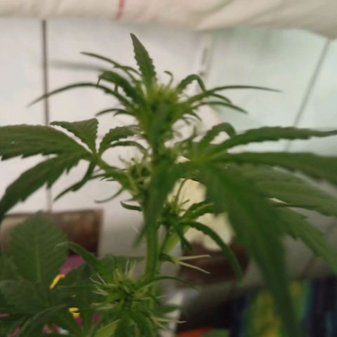 RoyalCheeseAuto #2 growlog timeline photo