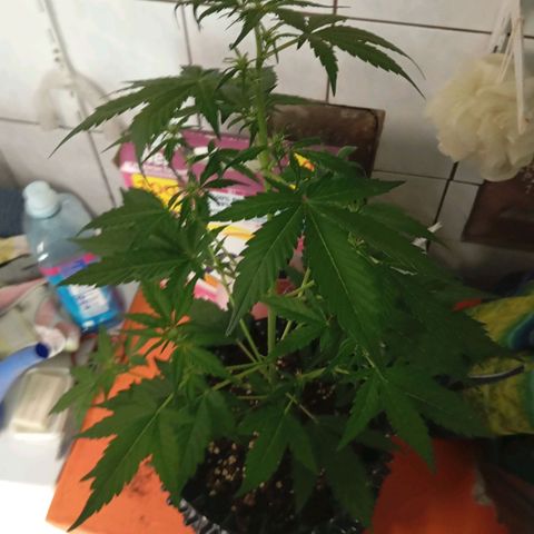 RoyalCheeseAuto #2 growlog timeline photo