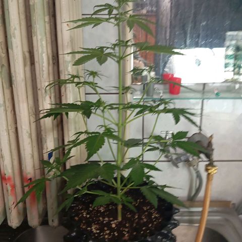 RoyalCheeseAuto #2 growlog timeline photo