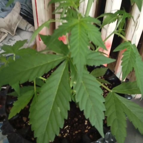 AmnesiaHazeAuto #2 growlog timeline photo
