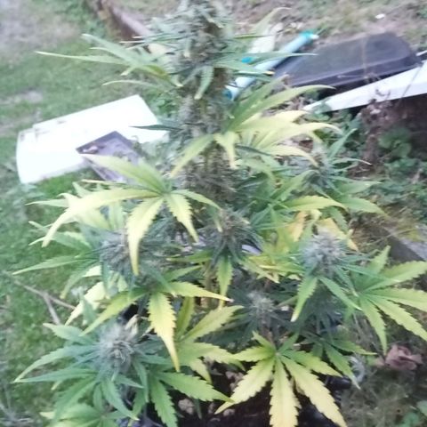 P1 Royal Cheese Auto growlog timeline photo