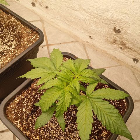 P3 Hulkberry growlog timeline photo