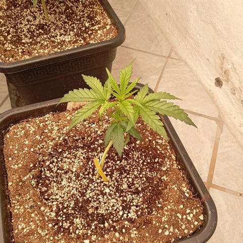 P6 Hulkberry growlog timeline photo