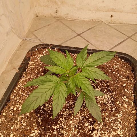 P7 North Thunderfuck growlog timeline photo