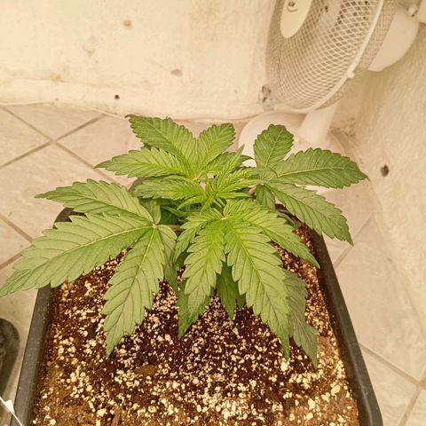 P9 North Thunderfuck growlog timeline photo