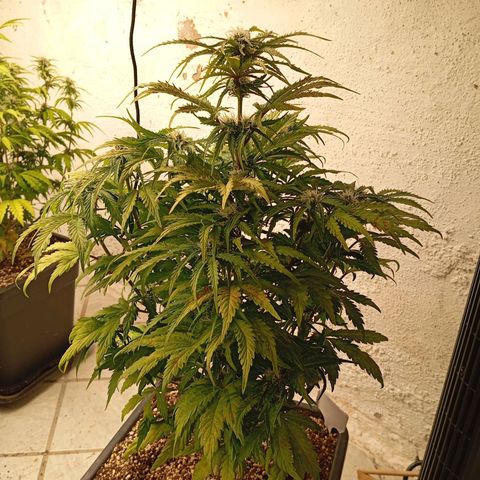 P3 Hulkberry growlog timeline photo