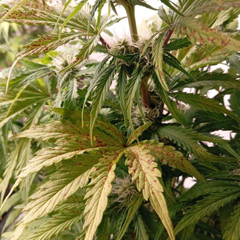 P3 Hulkberry growlog timeline photo