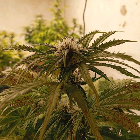 P3 Hulkberry growlog timeline photo