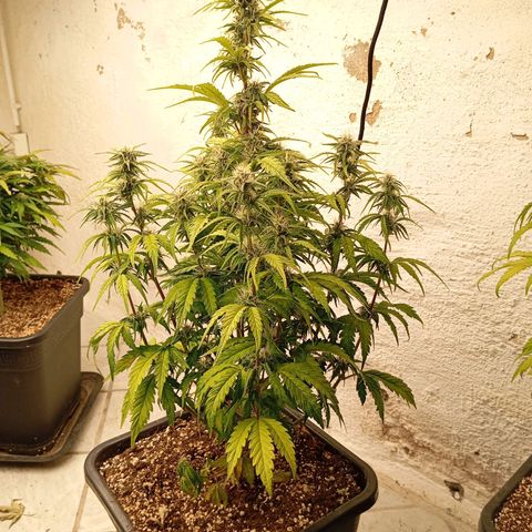 P6 Hulkberry growlog timeline photo