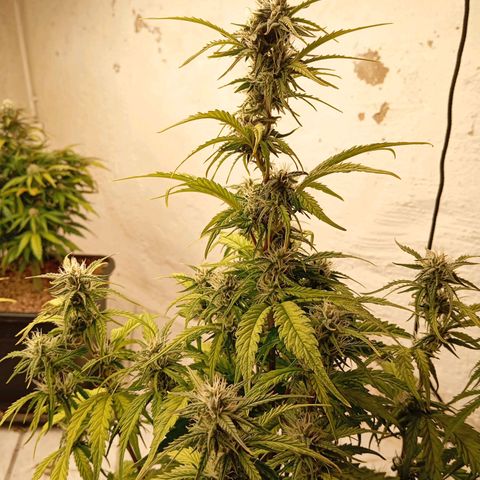 P6 Hulkberry growlog timeline photo
