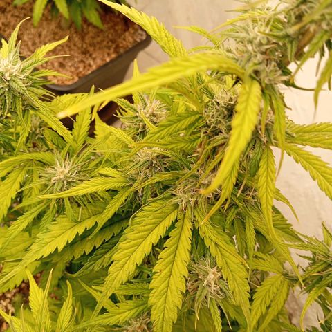 P6 Hulkberry growlog timeline photo