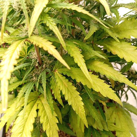 P7 North Thunderfuck growlog timeline photo