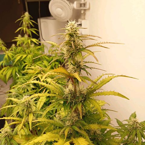 P7 North Thunderfuck growlog timeline photo