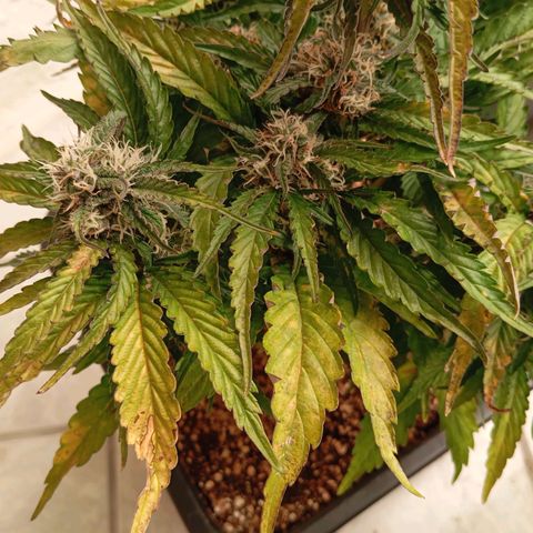 P8 North Thunderfuck growlog timeline photo