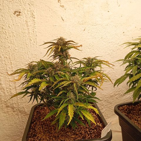 P8 North Thunderfuck growlog timeline photo