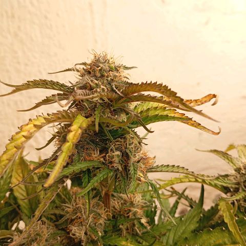 P8 North Thunderfuck growlog timeline photo