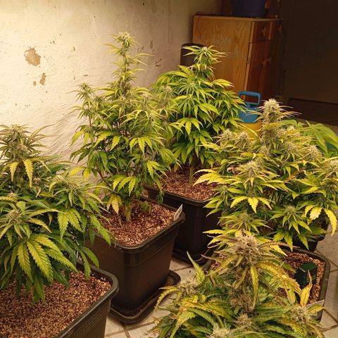 P3 Hulkberry growlog timeline photo