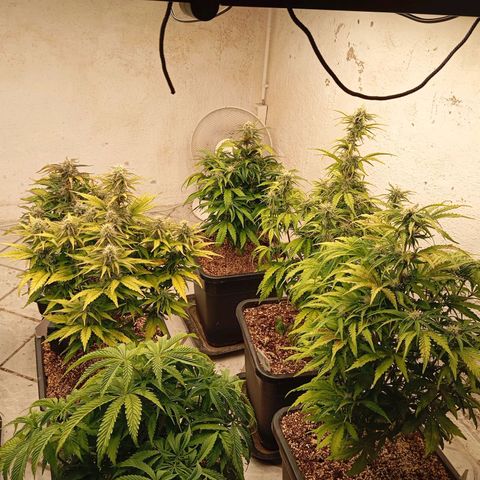P3 Hulkberry growlog timeline photo