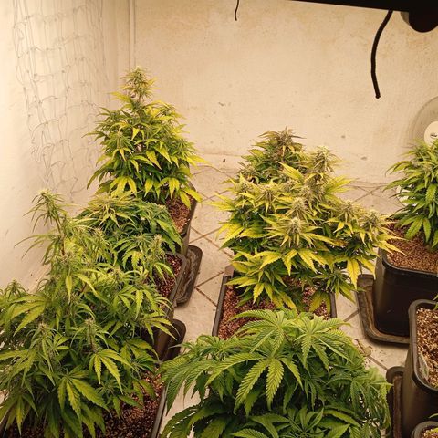 P3 Hulkberry growlog timeline photo