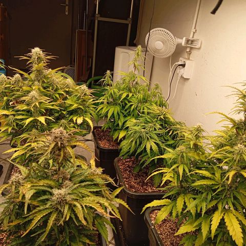 P3 Hulkberry growlog timeline photo