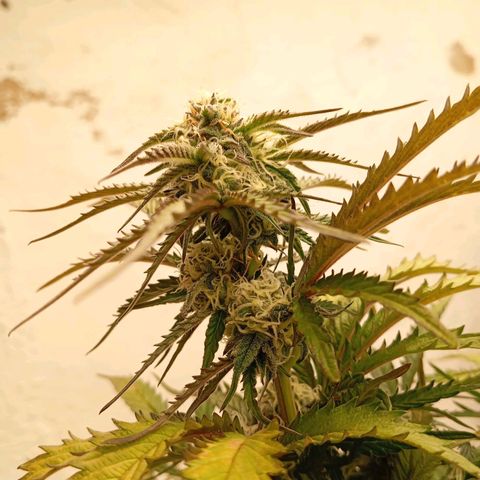 P9 North Thunderfuck growlog timeline photo