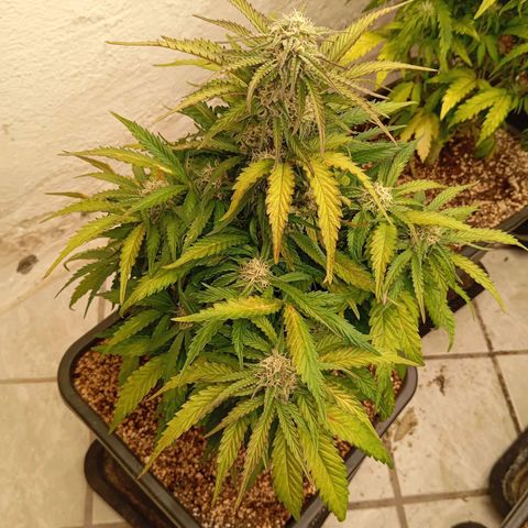P9 North Thunderfuck growlog timeline photo
