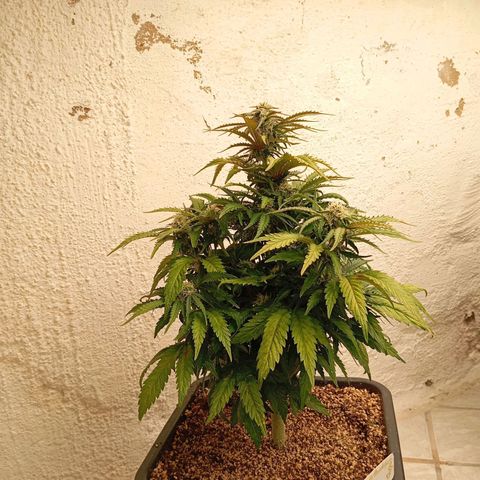 P9 North Thunderfuck growlog timeline photo