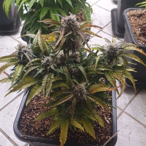 P8 North Thunderfuck growlog timeline photo