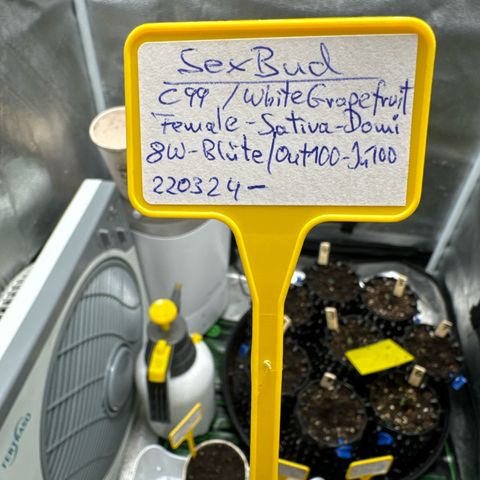SexBud growlog timeline photo