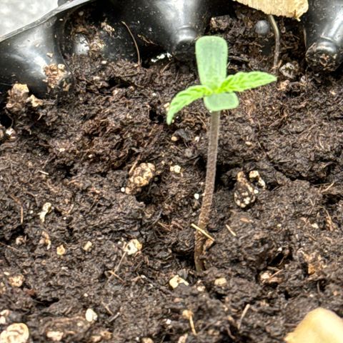 👍 Joey 4 RIP Enharda Rum  growlog timeline photo