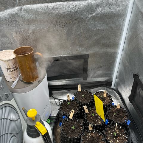 👍 Joey 4 RIP Enharda Rum  growlog photo:  Optimale 65 % Luftfeuchtigkeit direkt beim Abnehmer  😄