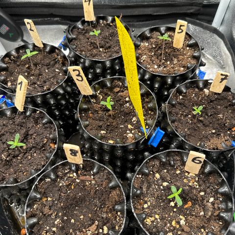 👍 Joey 4 RIP Enharda Rum  growlog photo:  Mal schauen, wie viel Männchen und Weibchen es werden . 