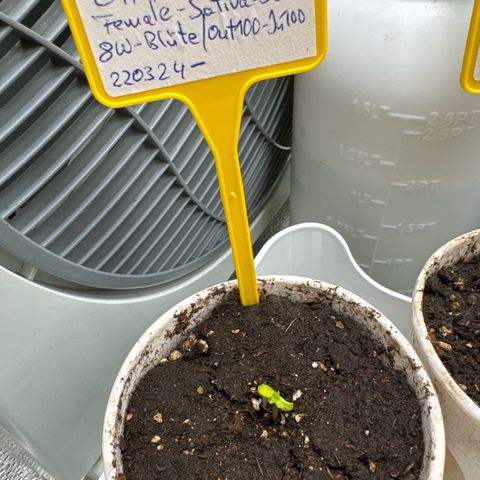 SexBud growlog timeline photo