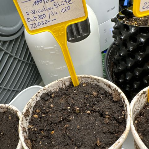 Northern Lights growlog photo:  Northern Lite macht die ersten Gehversuche und krümmt sich dem Licht entgegen. 