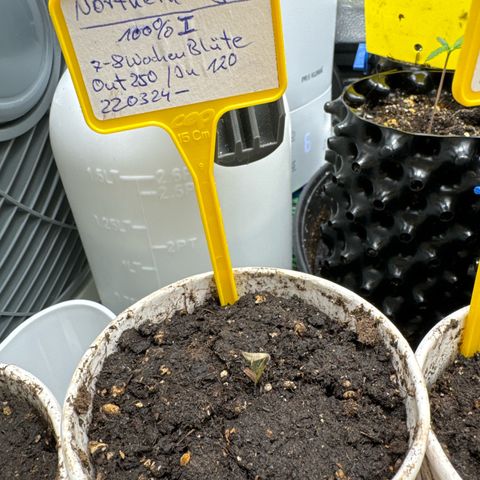 Northern Lights growlog timeline photo