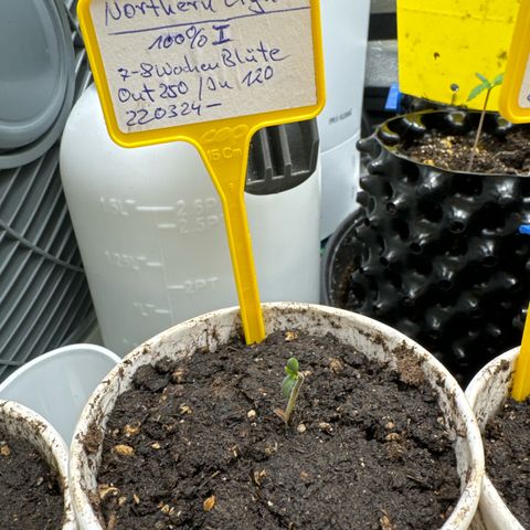 Northern Lights growlog timeline photo